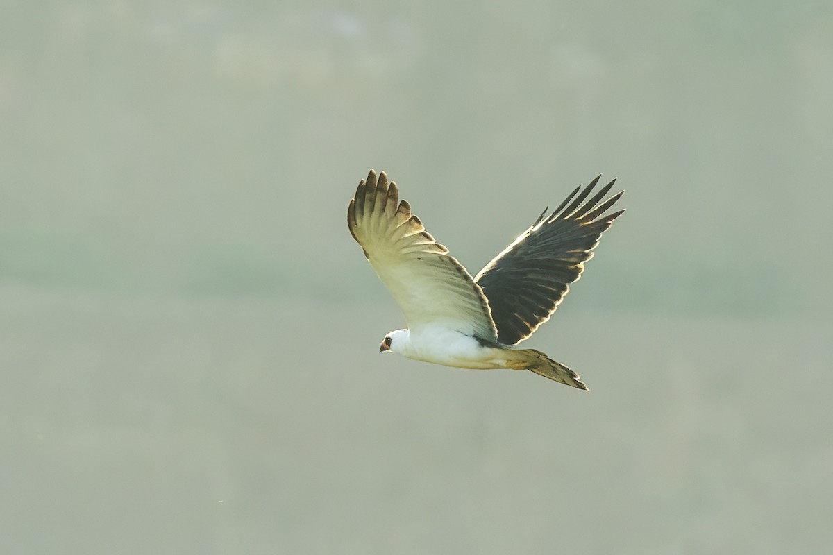 Black-and-white Hawk-Eagle - ML535558401