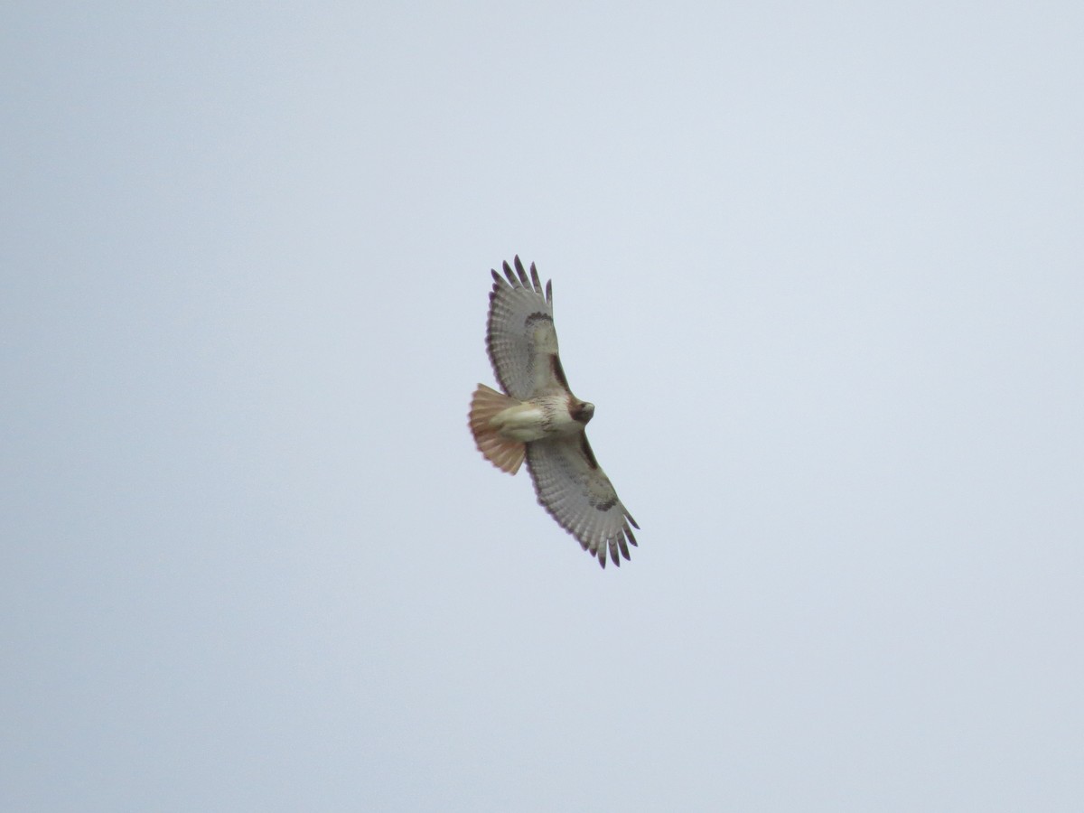 Red-tailed Hawk - ML53555871