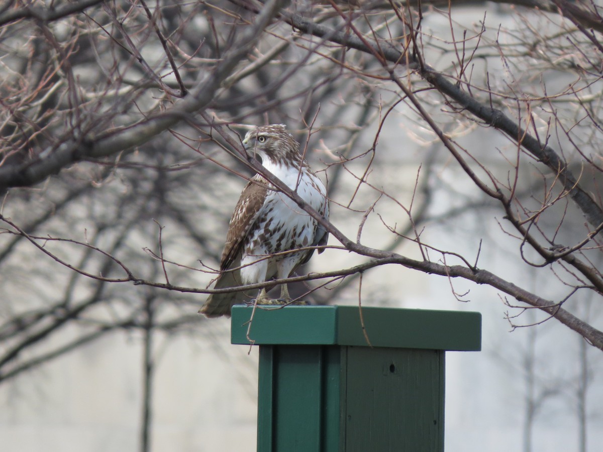 Red-tailed Hawk - ML53555881