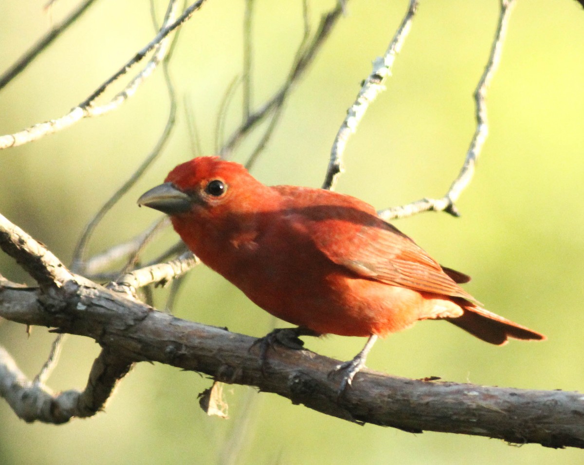 Summer Tanager - ML53556001