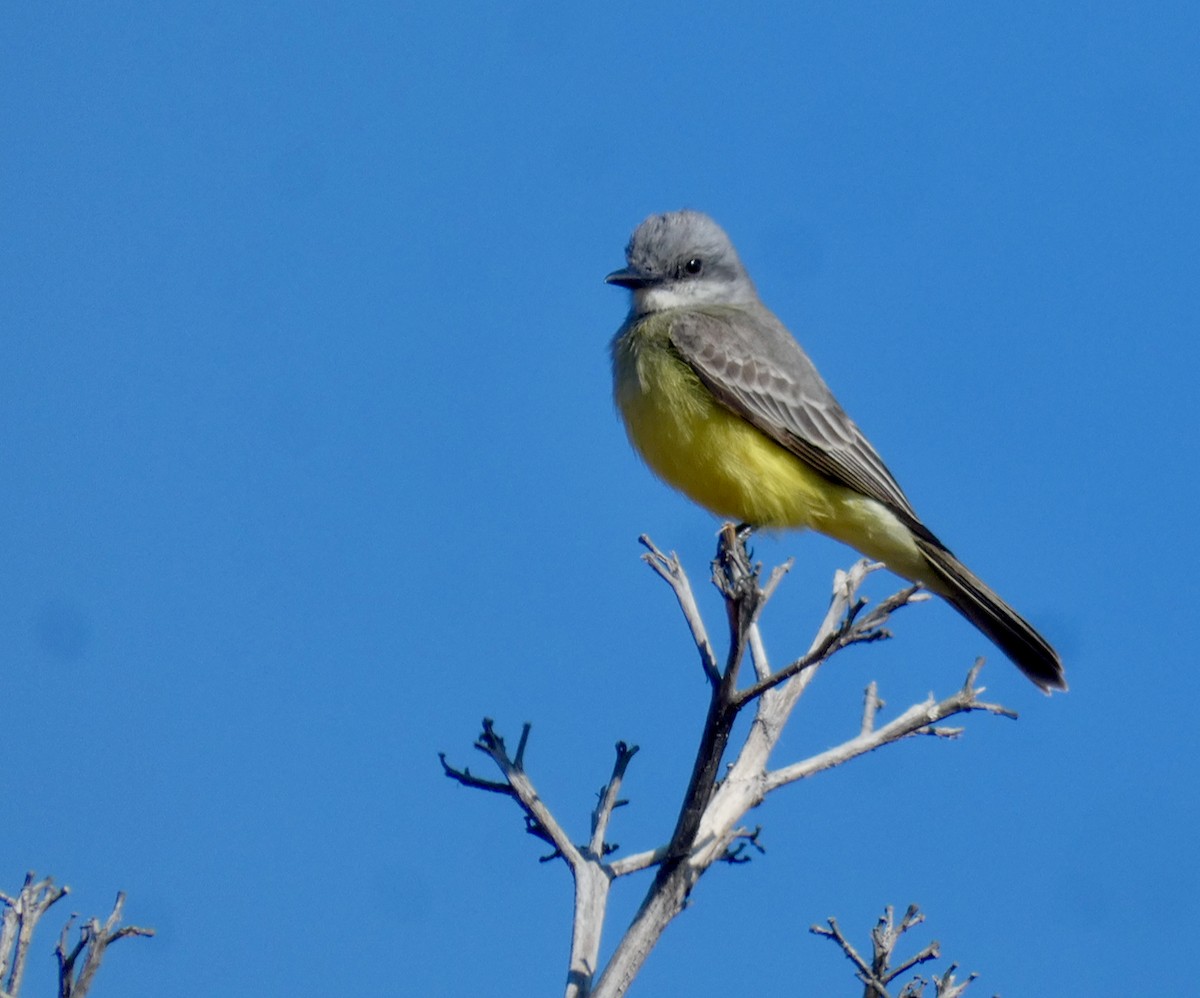 Tropical Kingbird - ML535560491