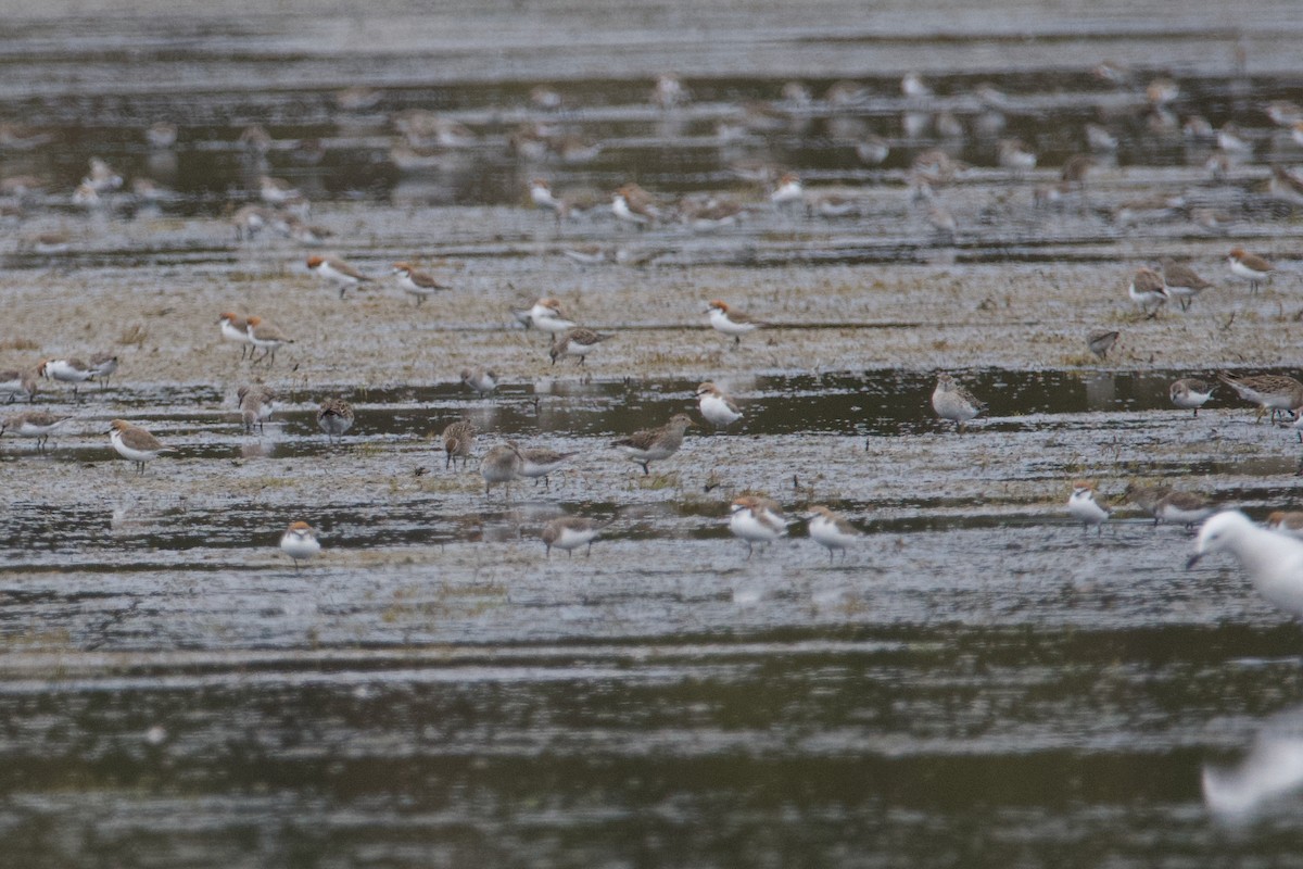 Graubrust-Strandläufer - ML535561111