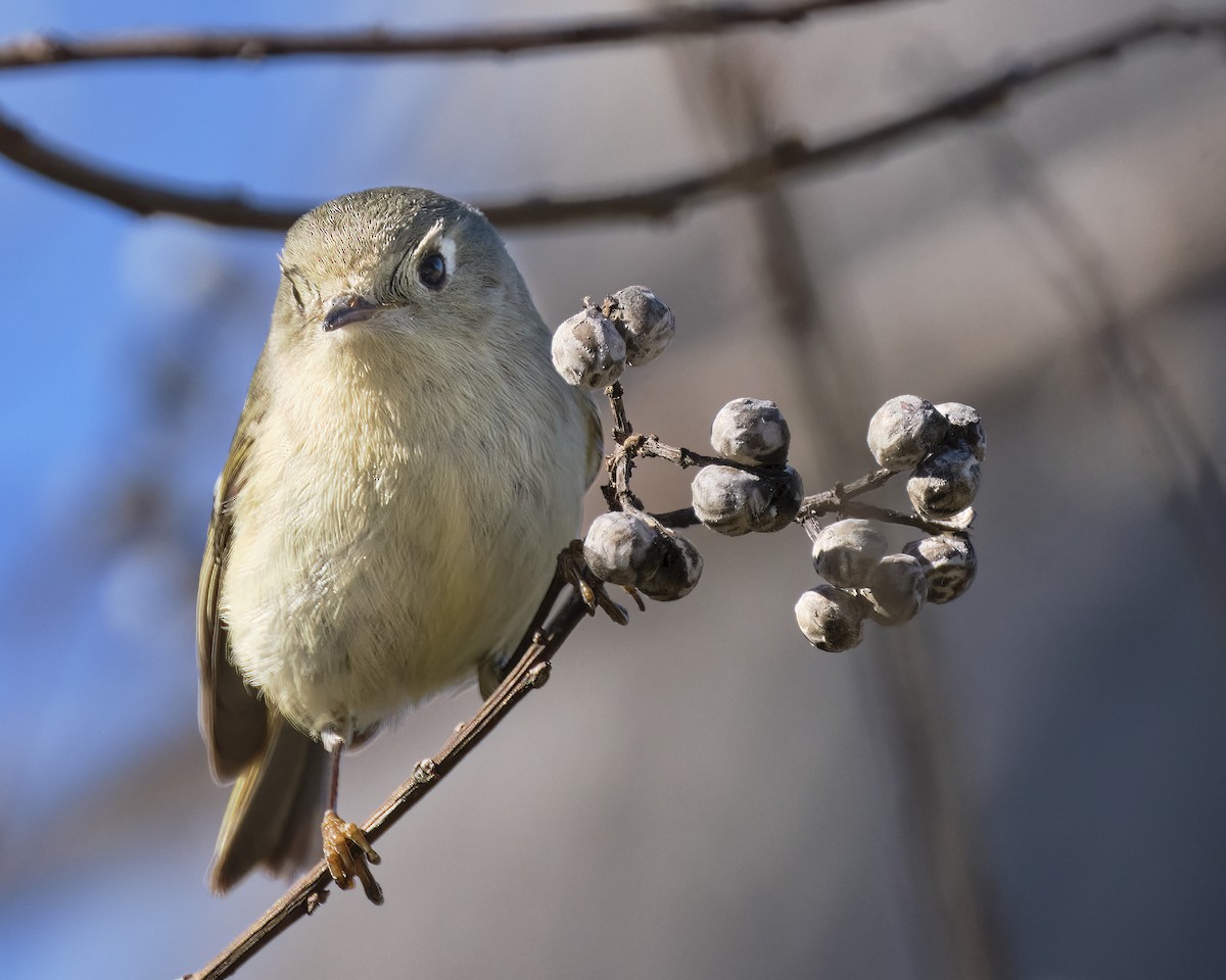 Ruby-crowned Kinglet - ML535561201