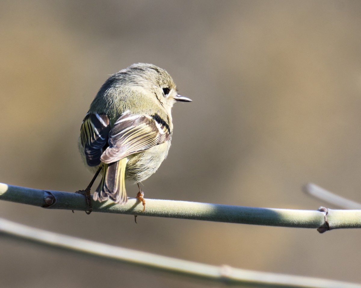 Ruby-crowned Kinglet - ML535561211