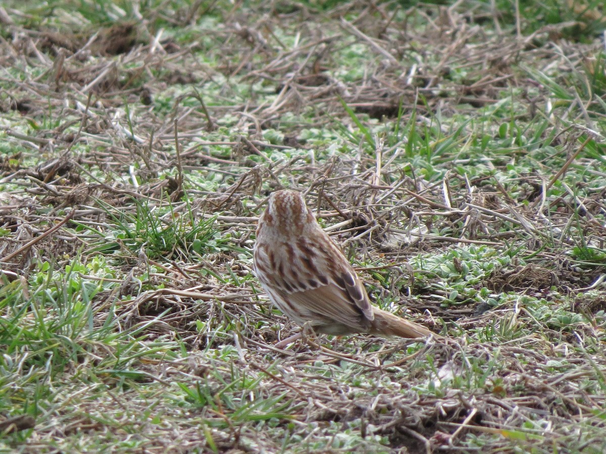 Song Sparrow - ML53556141