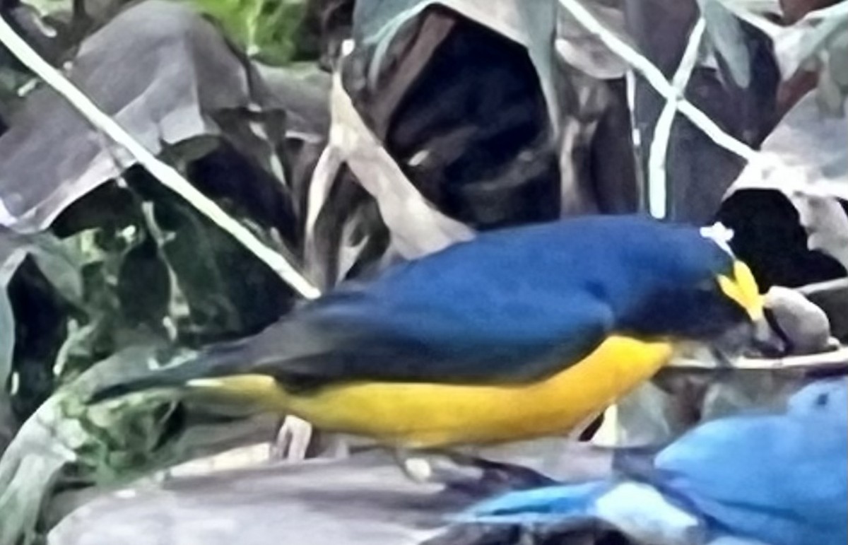 Yellow-throated Euphonia - ML535561851