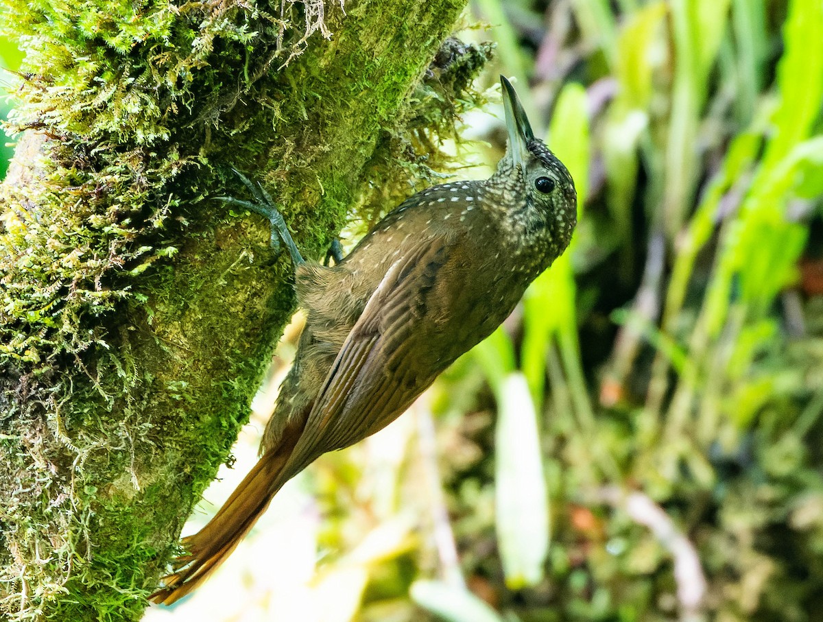 Yeşil Sırtlı Tırmaşık - ML535562021