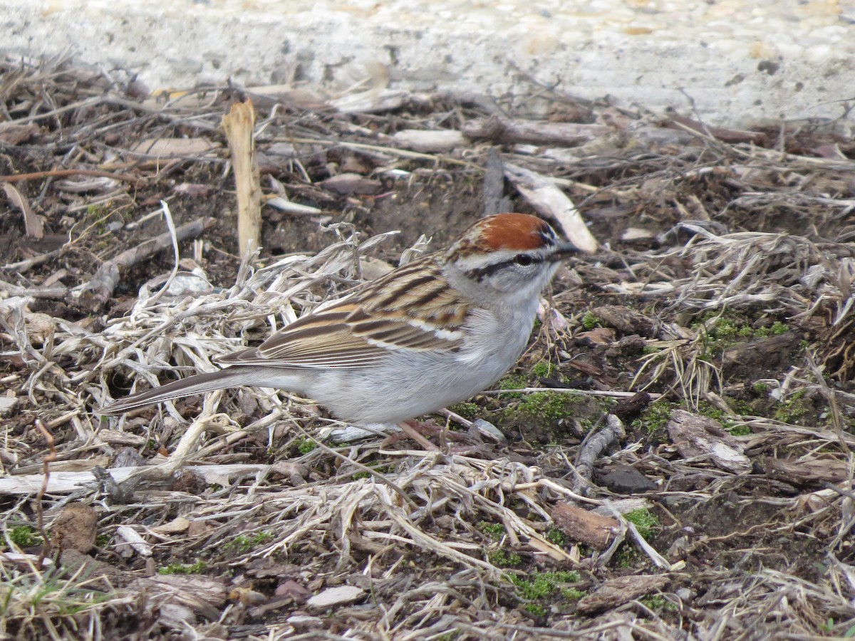 Chipping Sparrow - ML53556231
