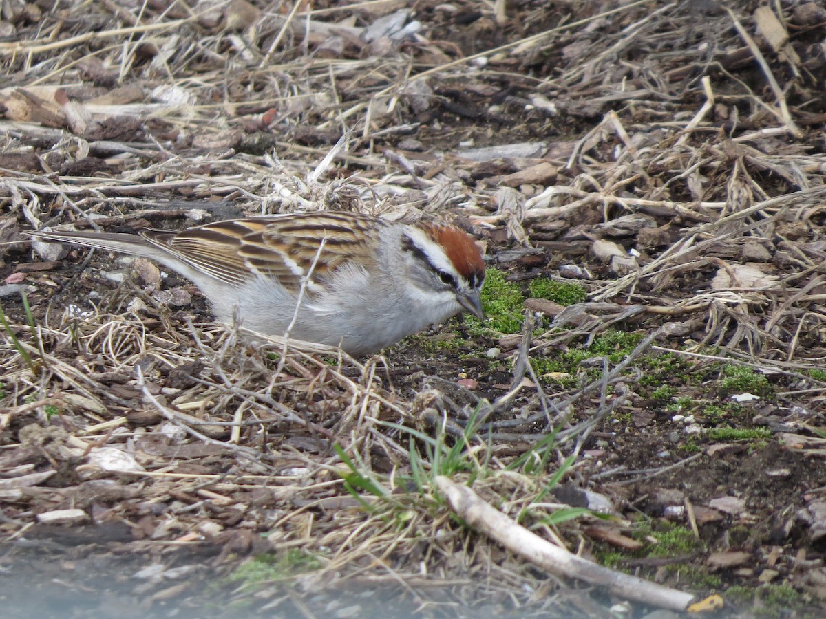 Chipping Sparrow - ML53556241