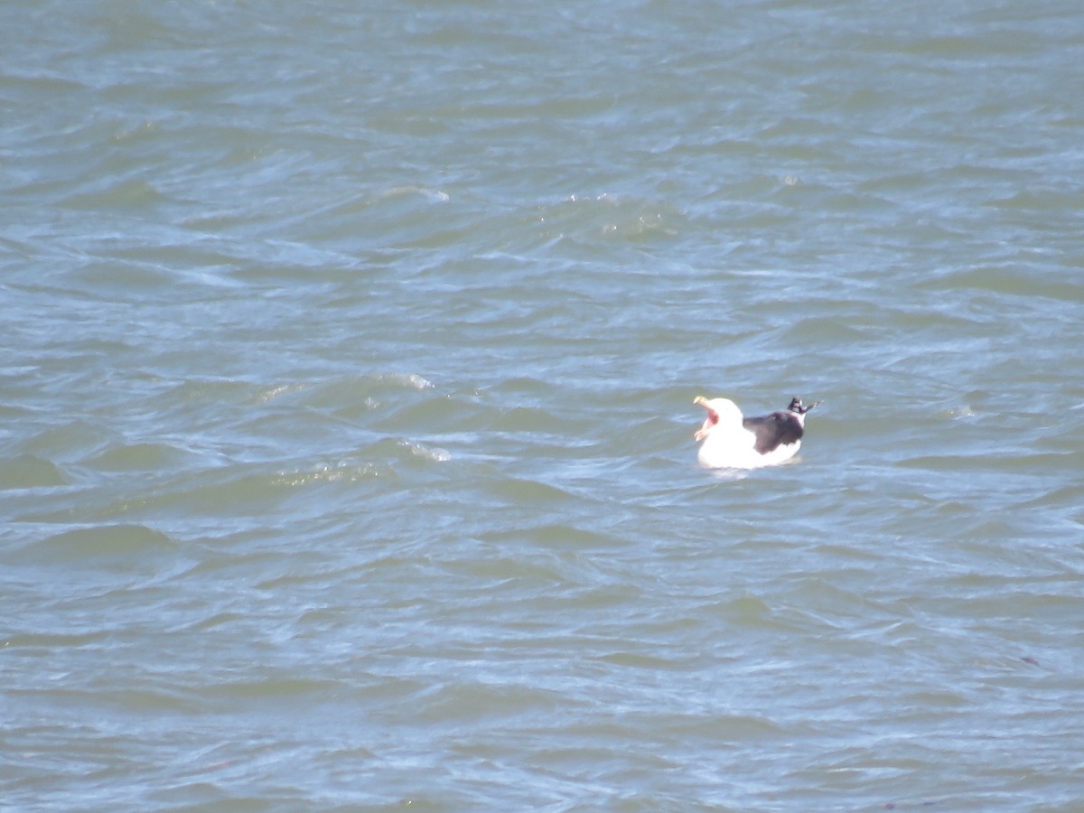 Great Black-backed Gull - ML535564521