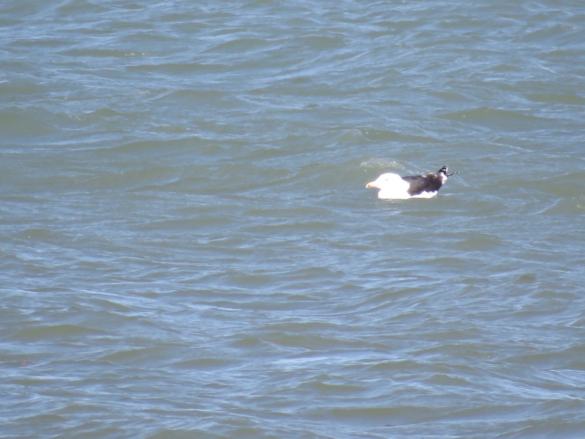 svartbak - ML535564541