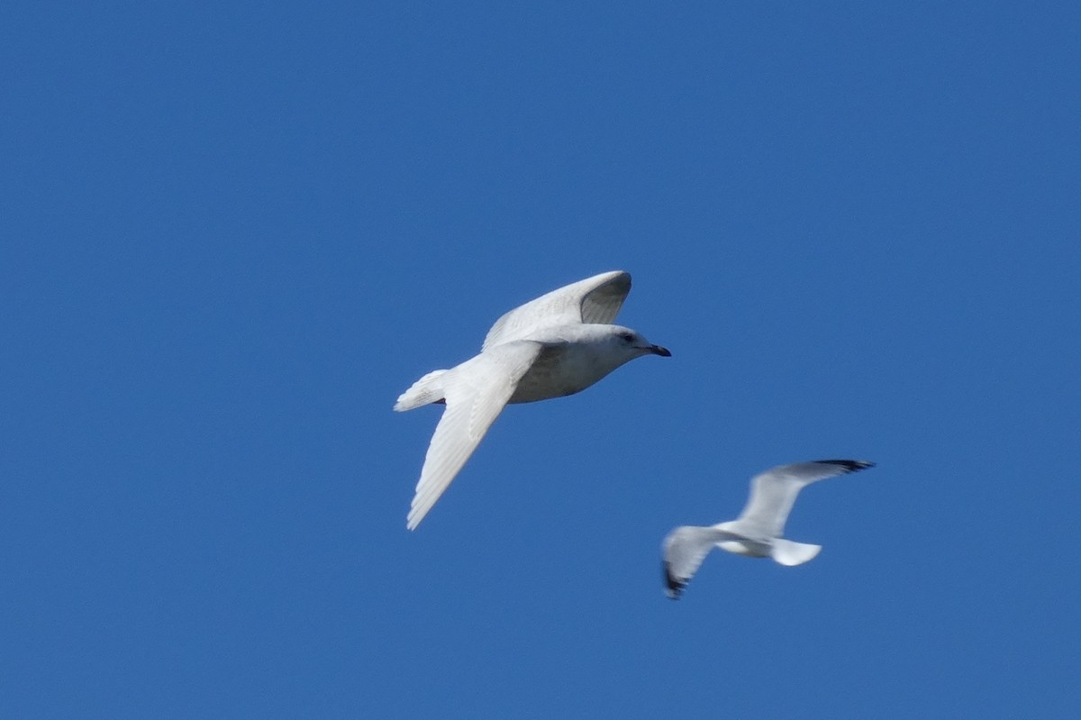 Gaviota Groenlandesa - ML535564981