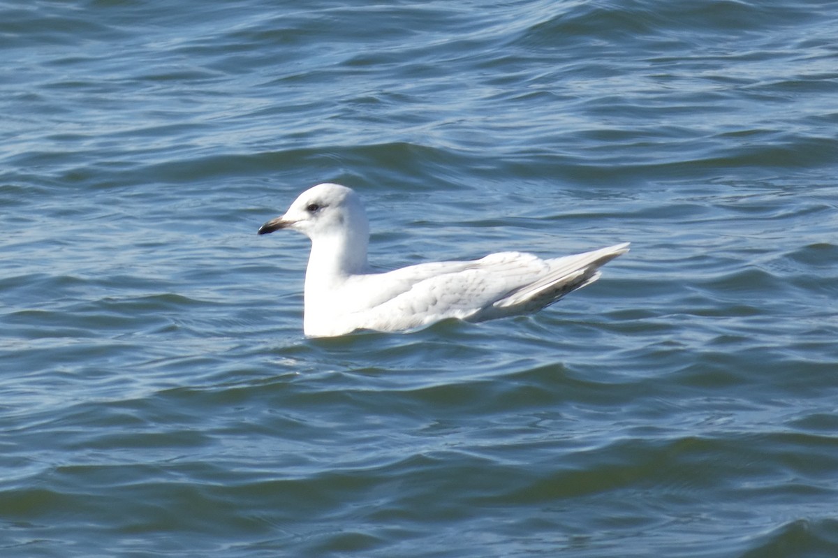 Gaviota Groenlandesa - ML535565001