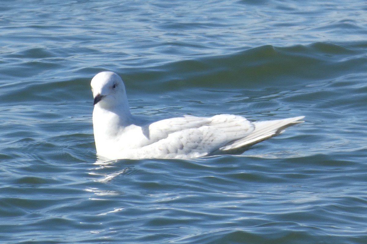 Iceland Gull - ML535565021