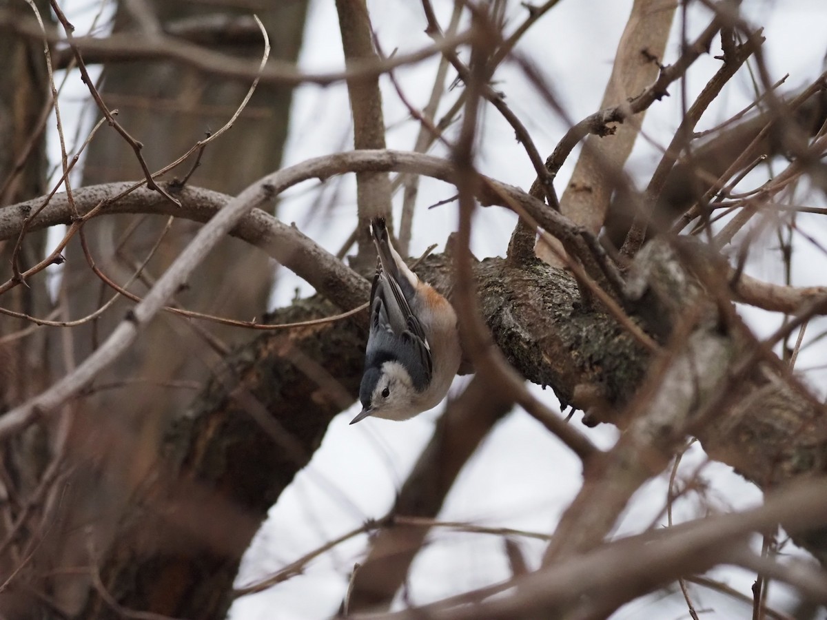 White-breasted Nuthatch - ML535565161