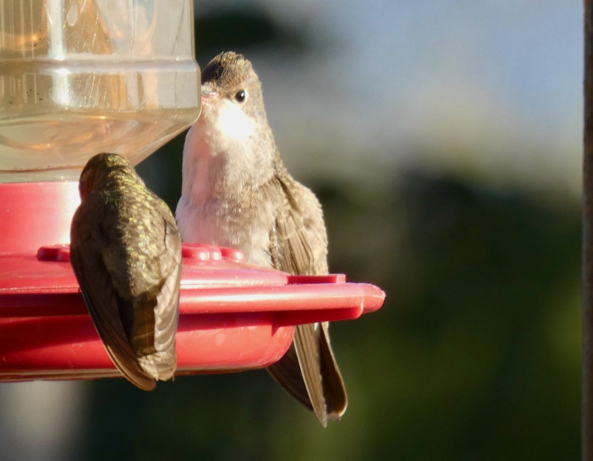 Green-fronted Hummingbird - ML535565361