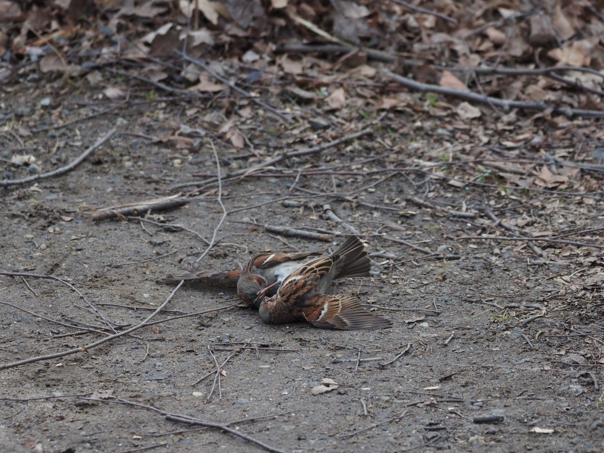 House Sparrow - Tracey Chan