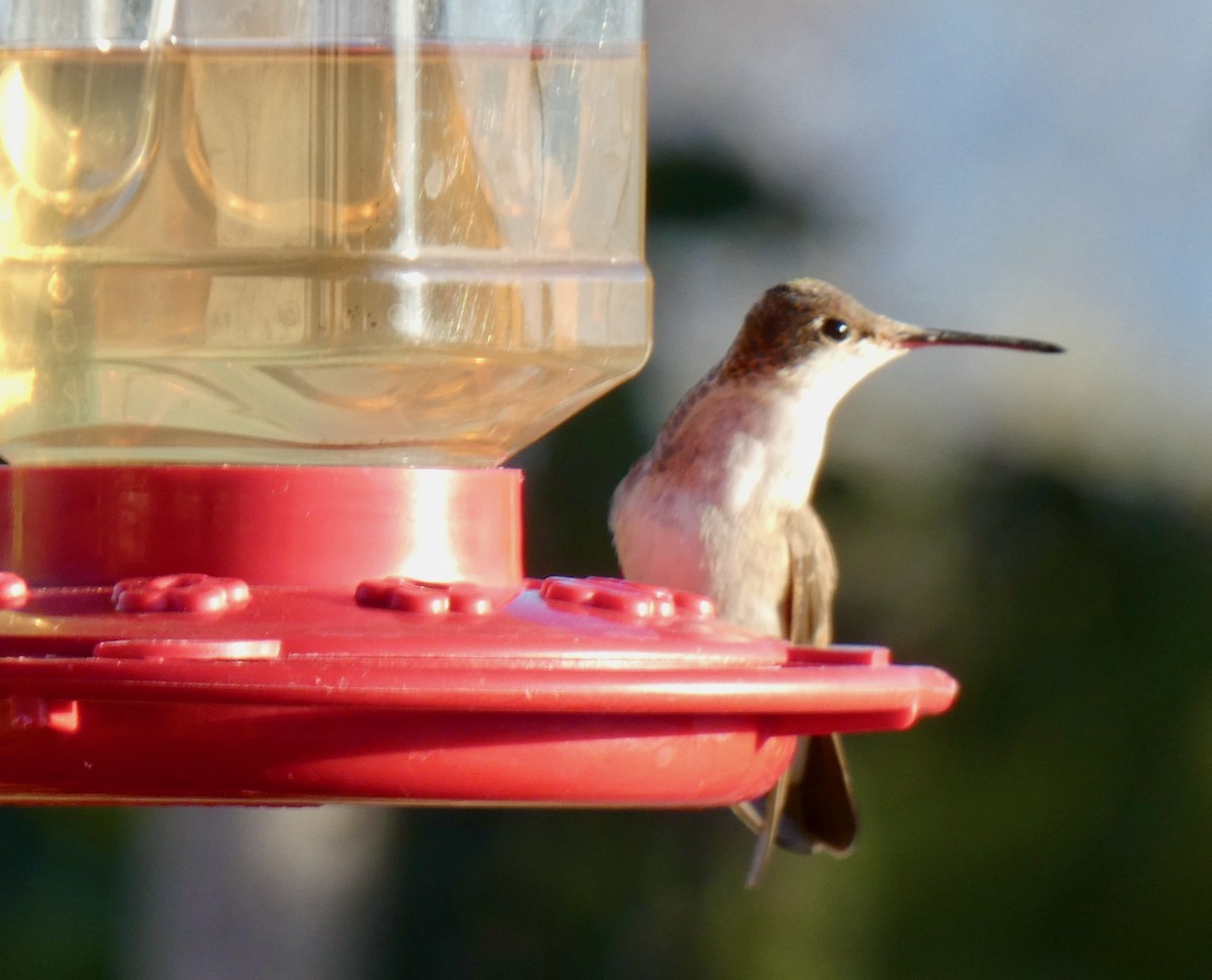 Green-fronted Hummingbird - ML535565591