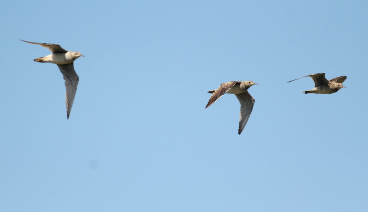 Upland Sandpiper - Colette Micallef