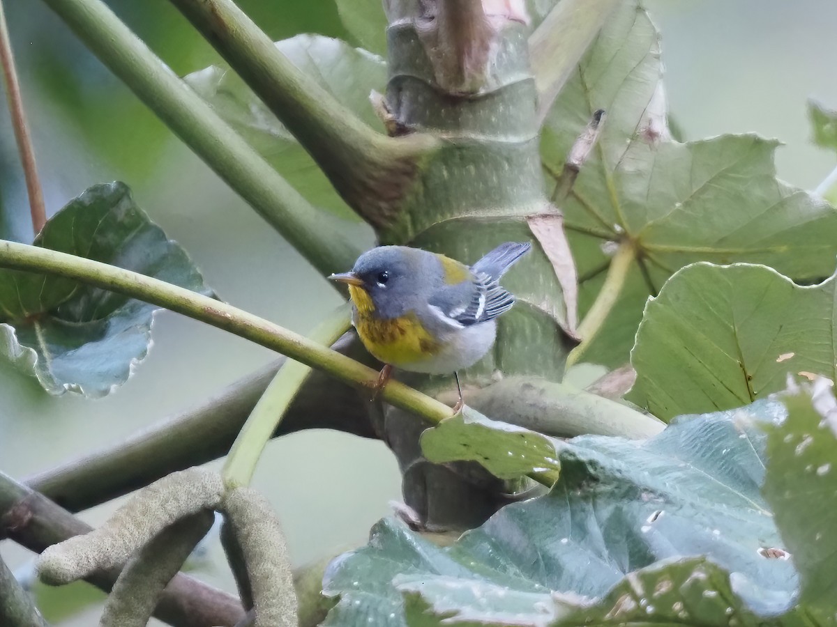 Northern Parula - ML535568551