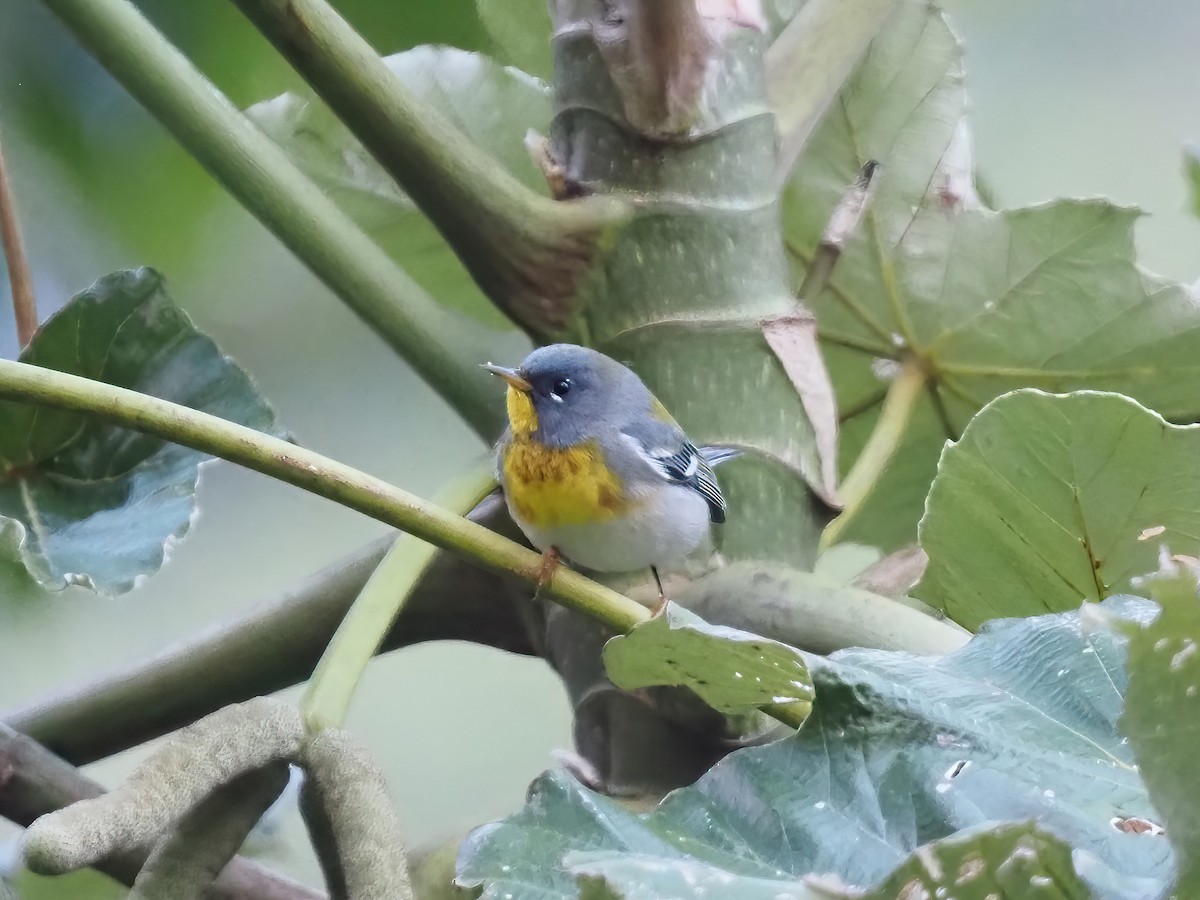 Northern Parula - ML535568561