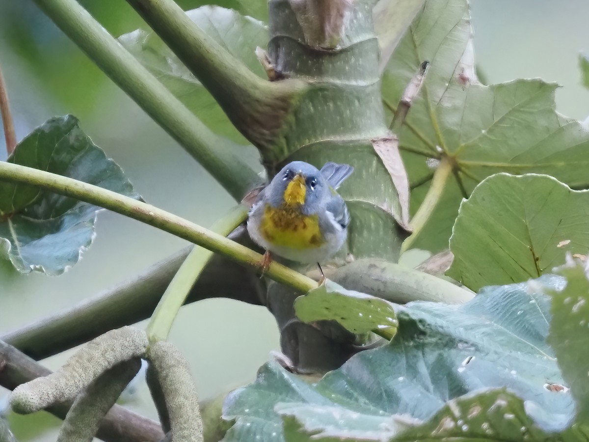 Northern Parula - ML535568571