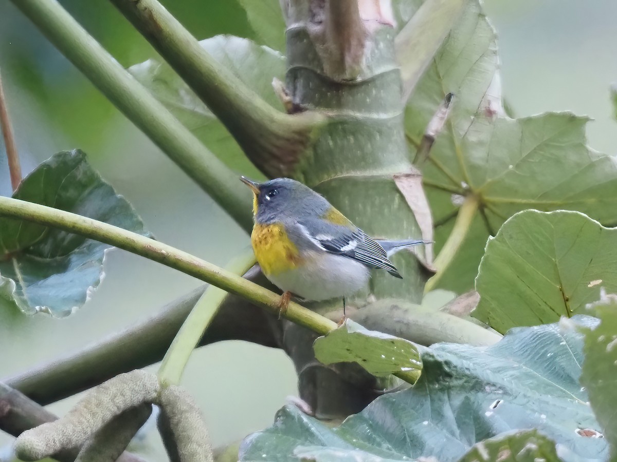 Northern Parula - ML535568581