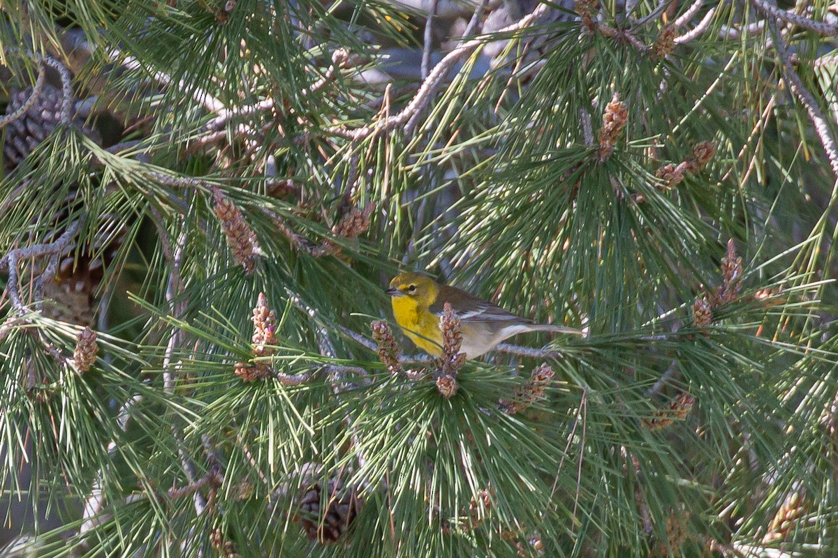 Pine Warbler - ML535568691