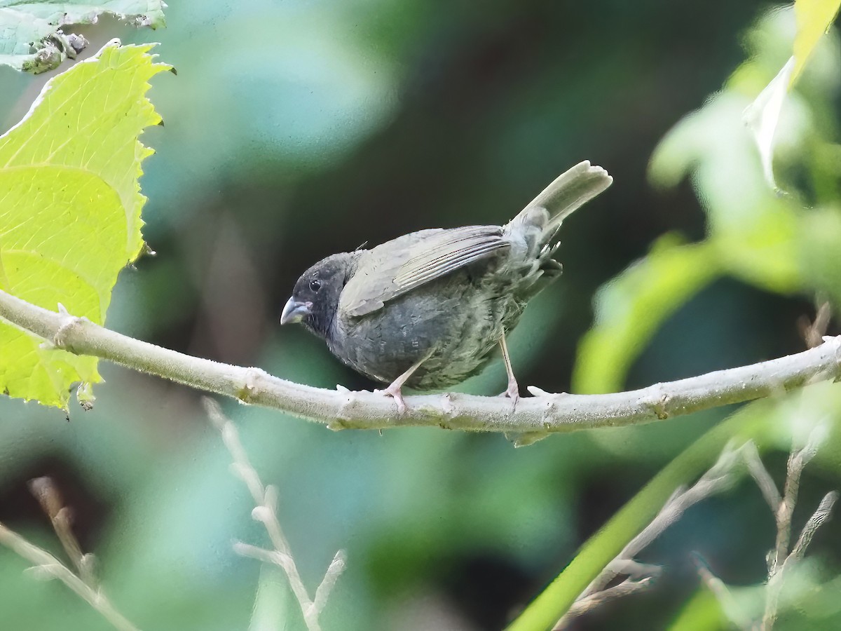 Black-faced Grassquit - ML535568851