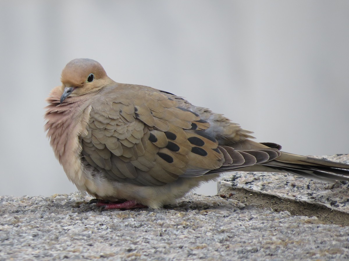 Mourning Dove - ML53556911