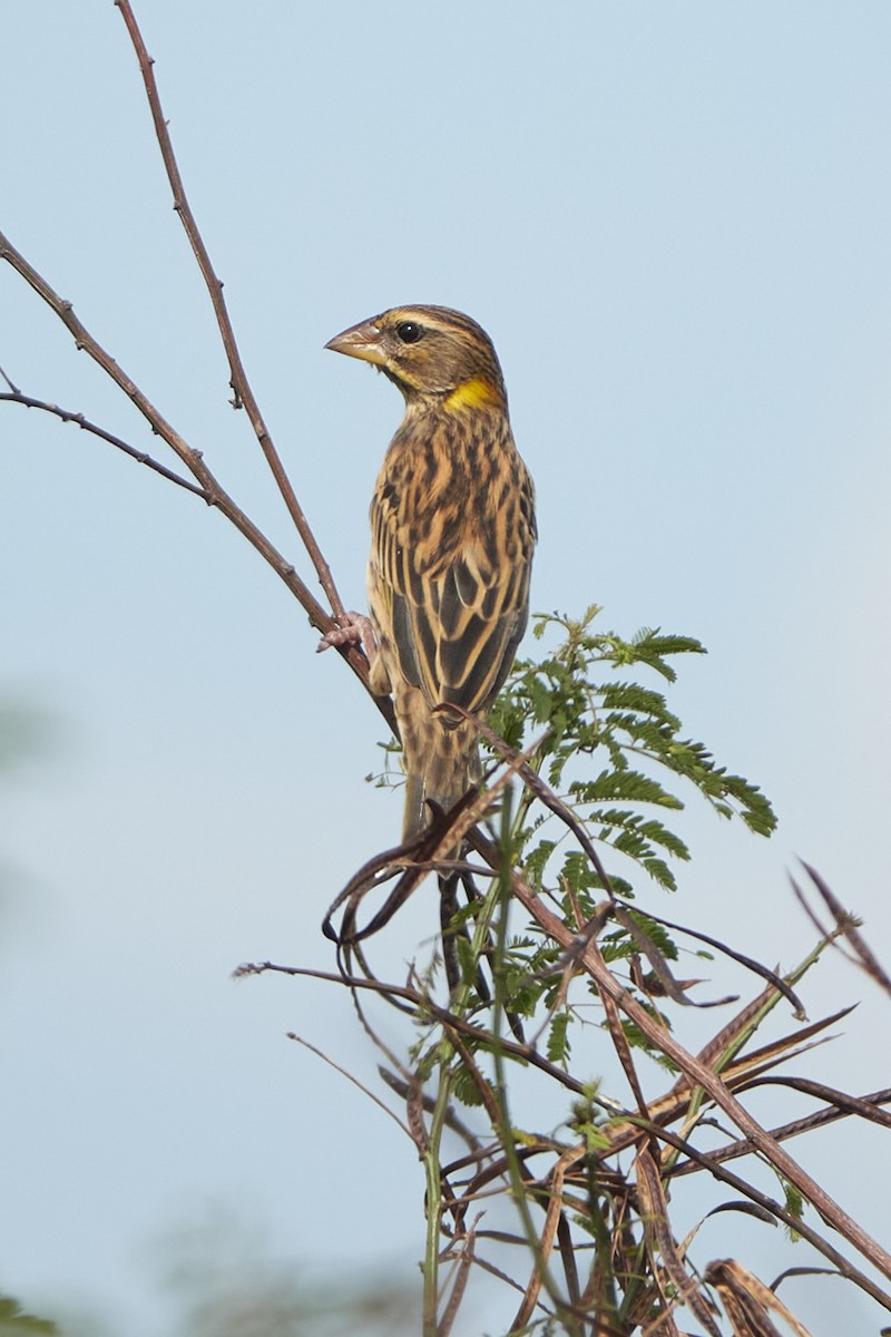 Streaked Weaver - ML535569281