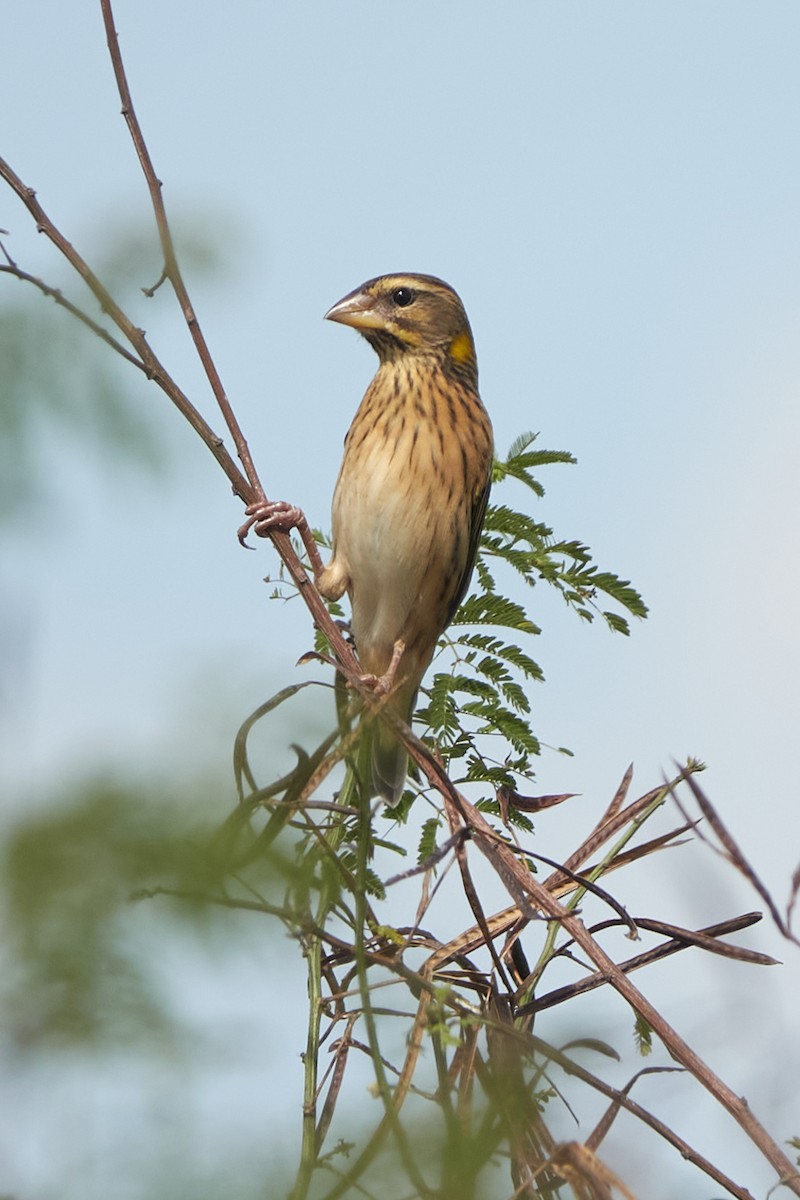 Streaked Weaver - ML535569291