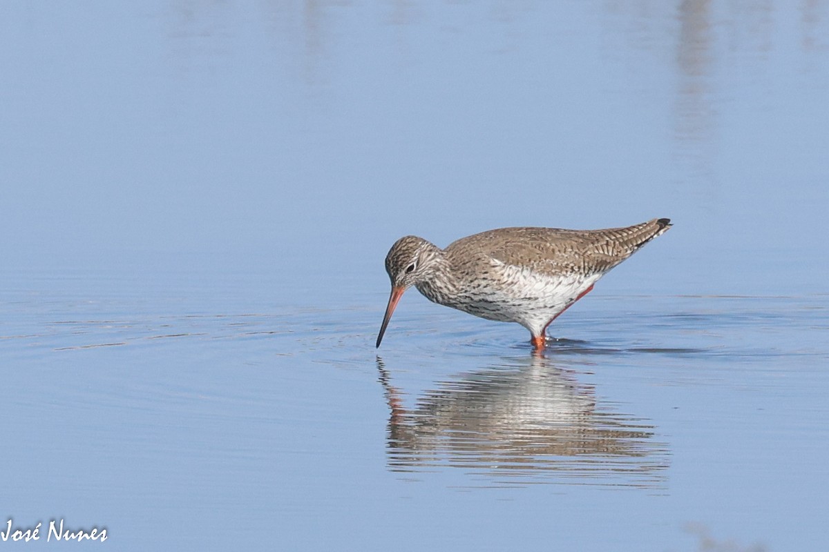 Common Redshank - José Nunes