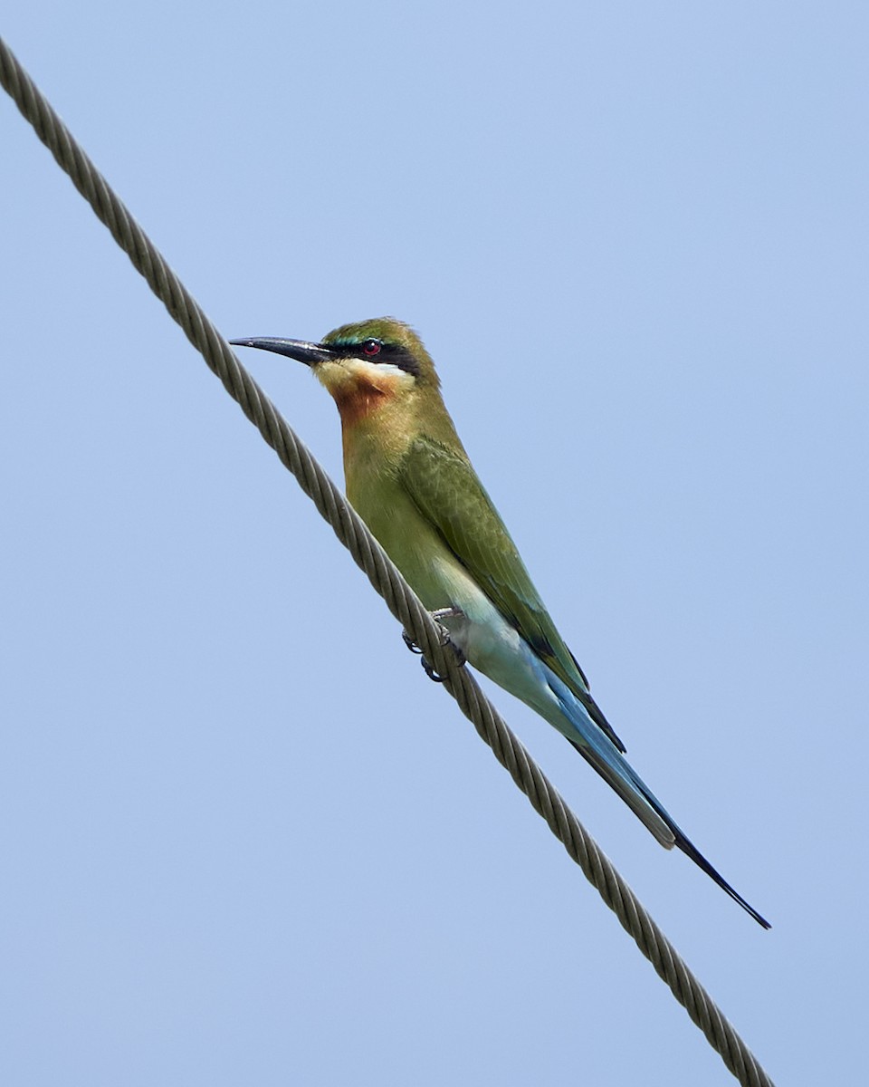 Blue-tailed Bee-eater - ML535569751