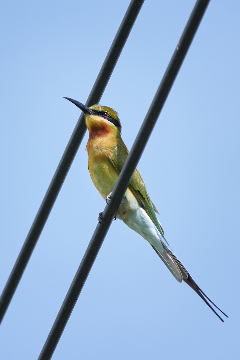 Blue-tailed Bee-eater - ML535569761