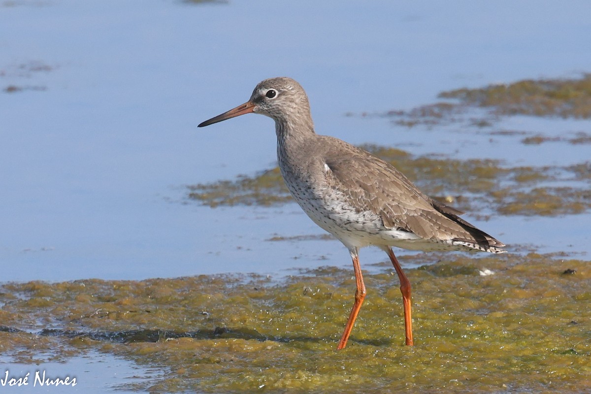 Common Redshank - ML535569931