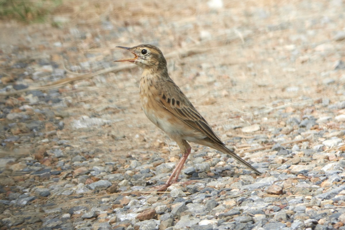 Richard's Pipit - ML535570261