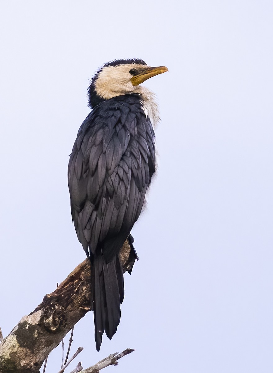 Little Pied Cormorant - ML535570671