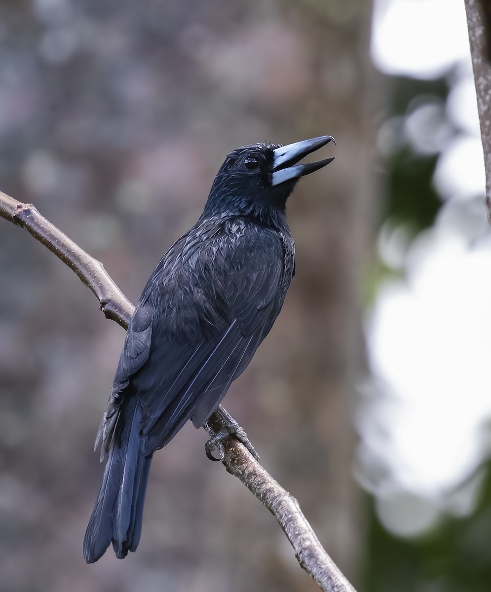 Black Butcherbird - ML535571091