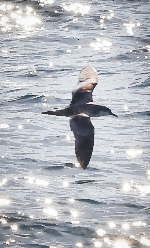 Buller's Shearwater - Jill Dale