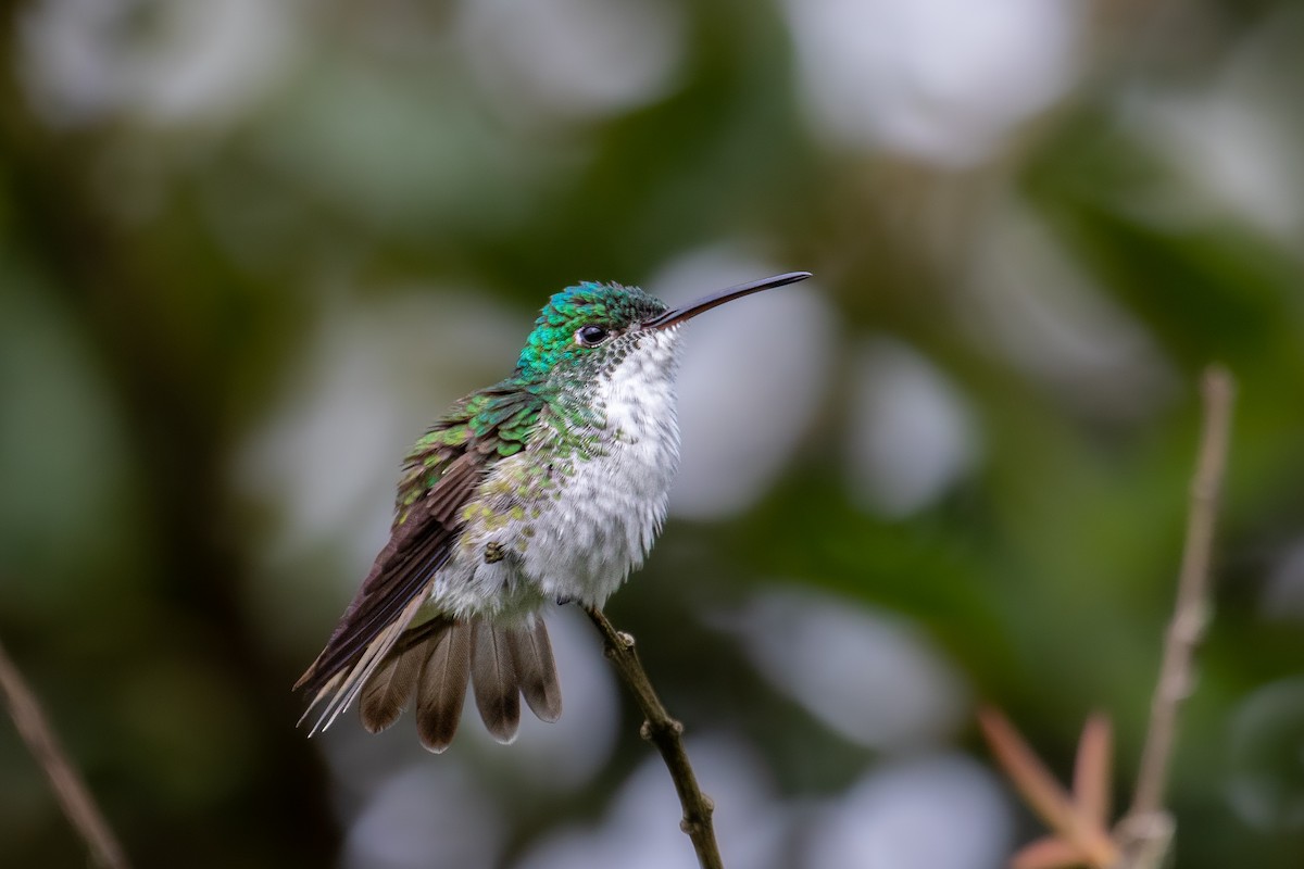 kolibřík andský - ML535572431