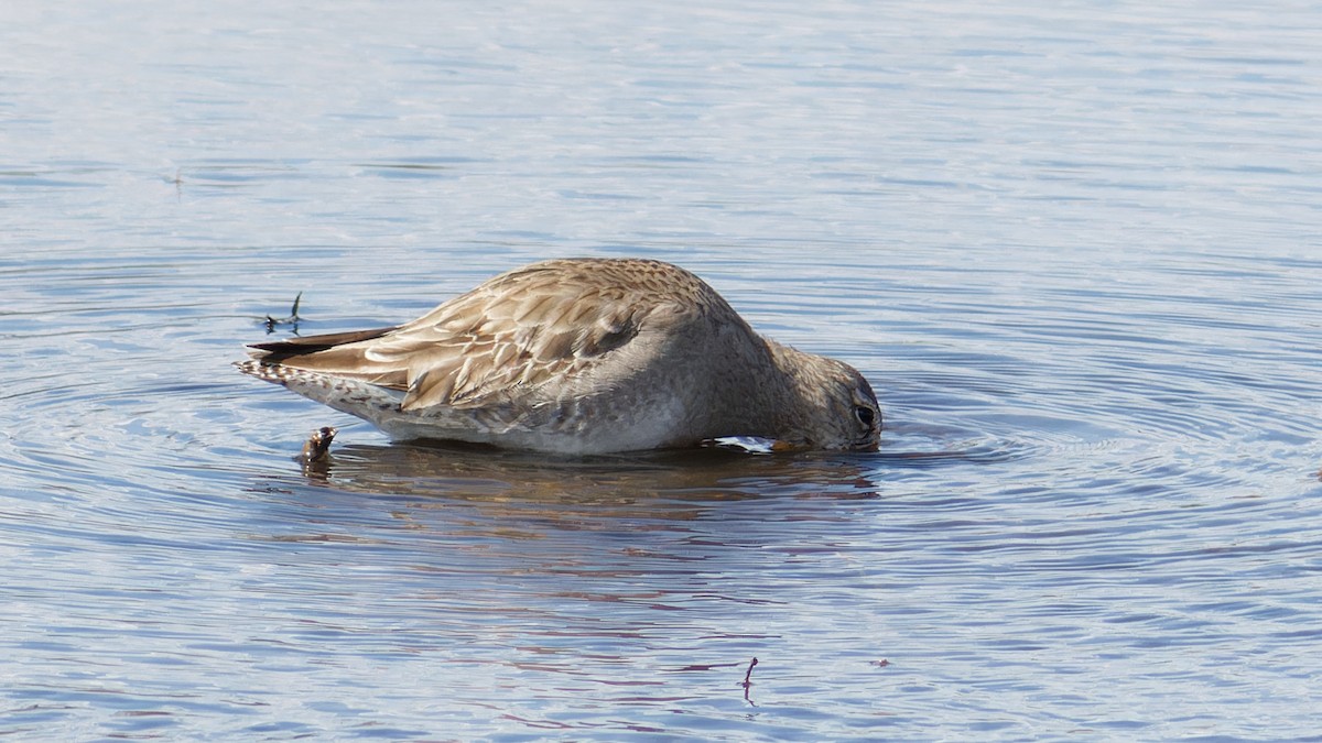 Long-billed Dowitcher - ML535573291