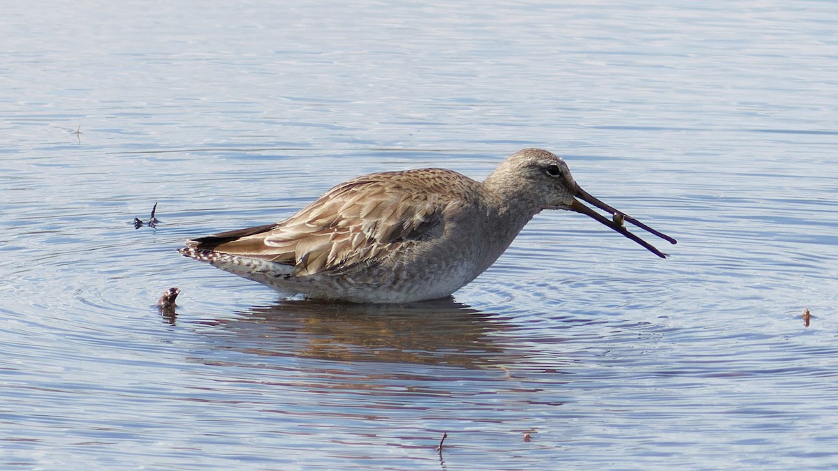 Long-billed Dowitcher - ML535573301