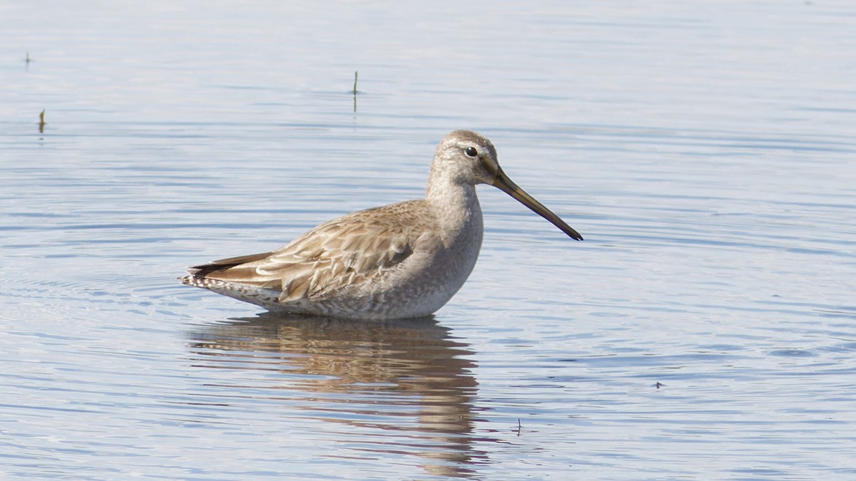 Long-billed Dowitcher - ML535573331