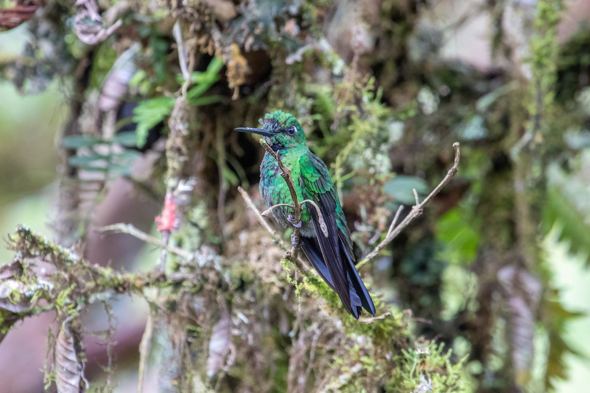 Green-crowned Brilliant - ML535573471