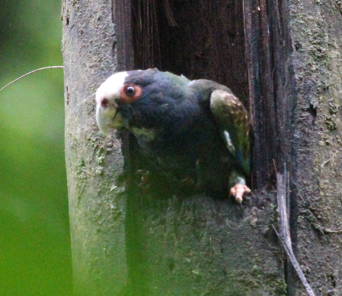 White-crowned Parrot - ML535573621