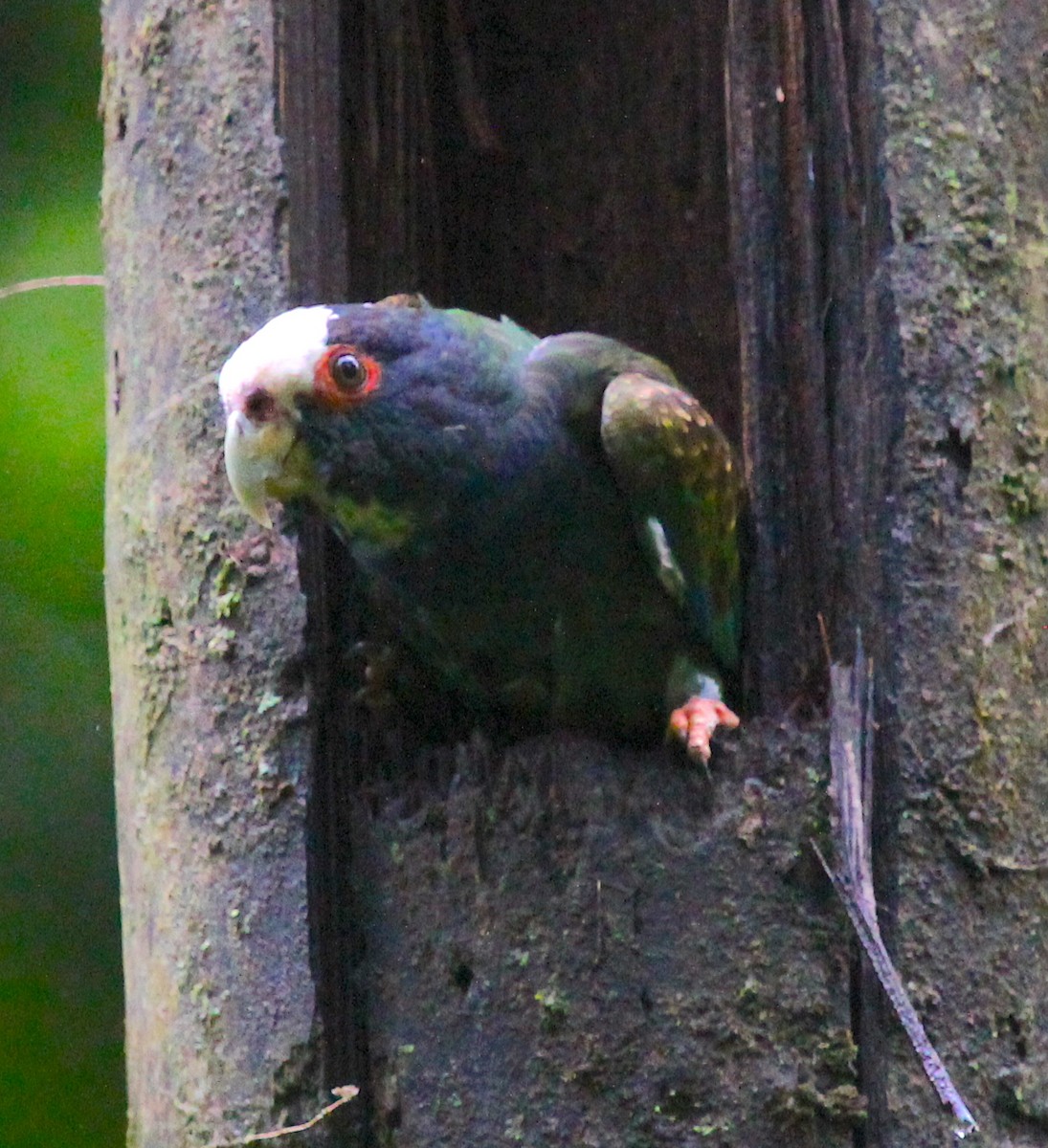 White-crowned Parrot - ML535573631