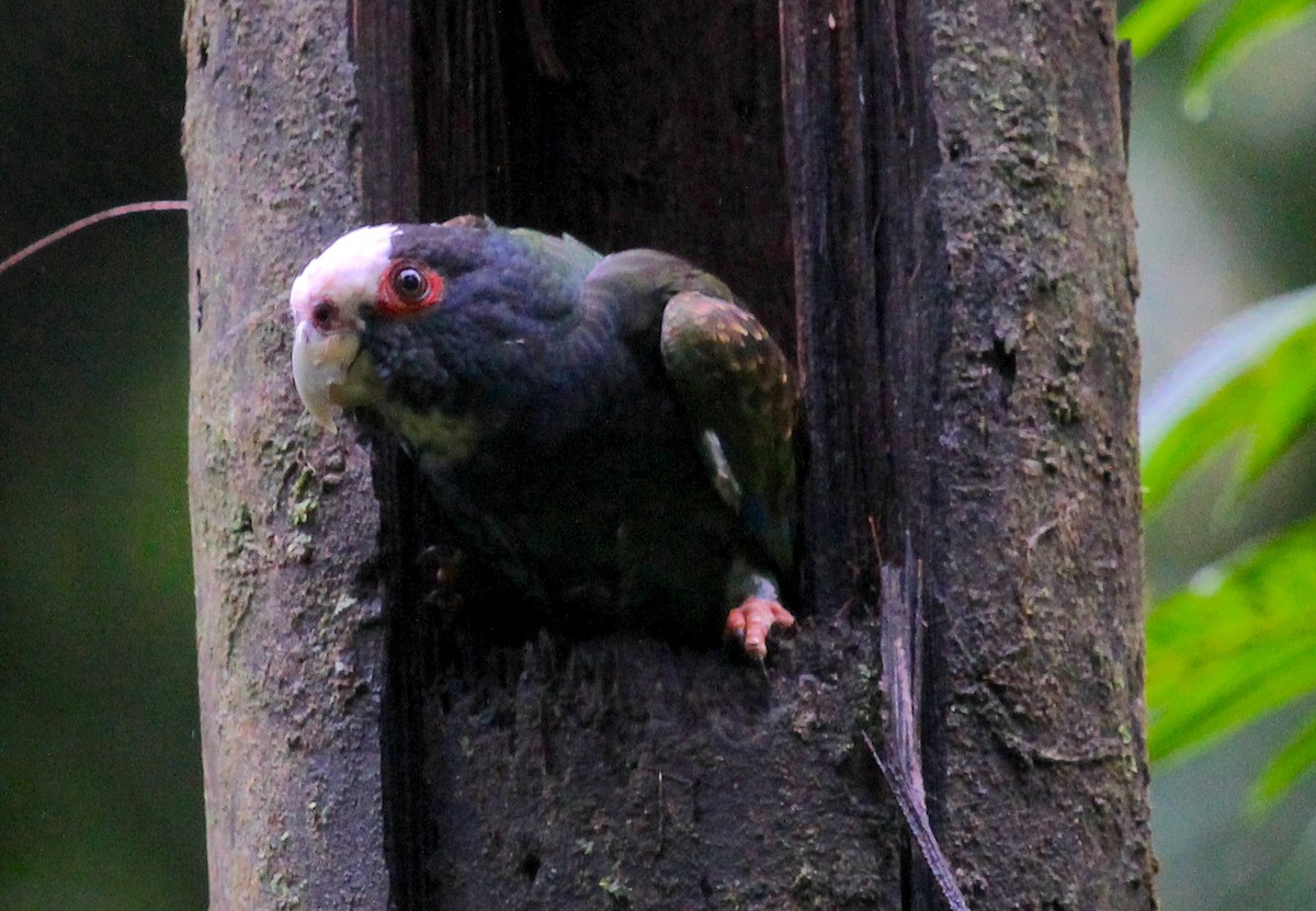 White-crowned Parrot - ML535573641