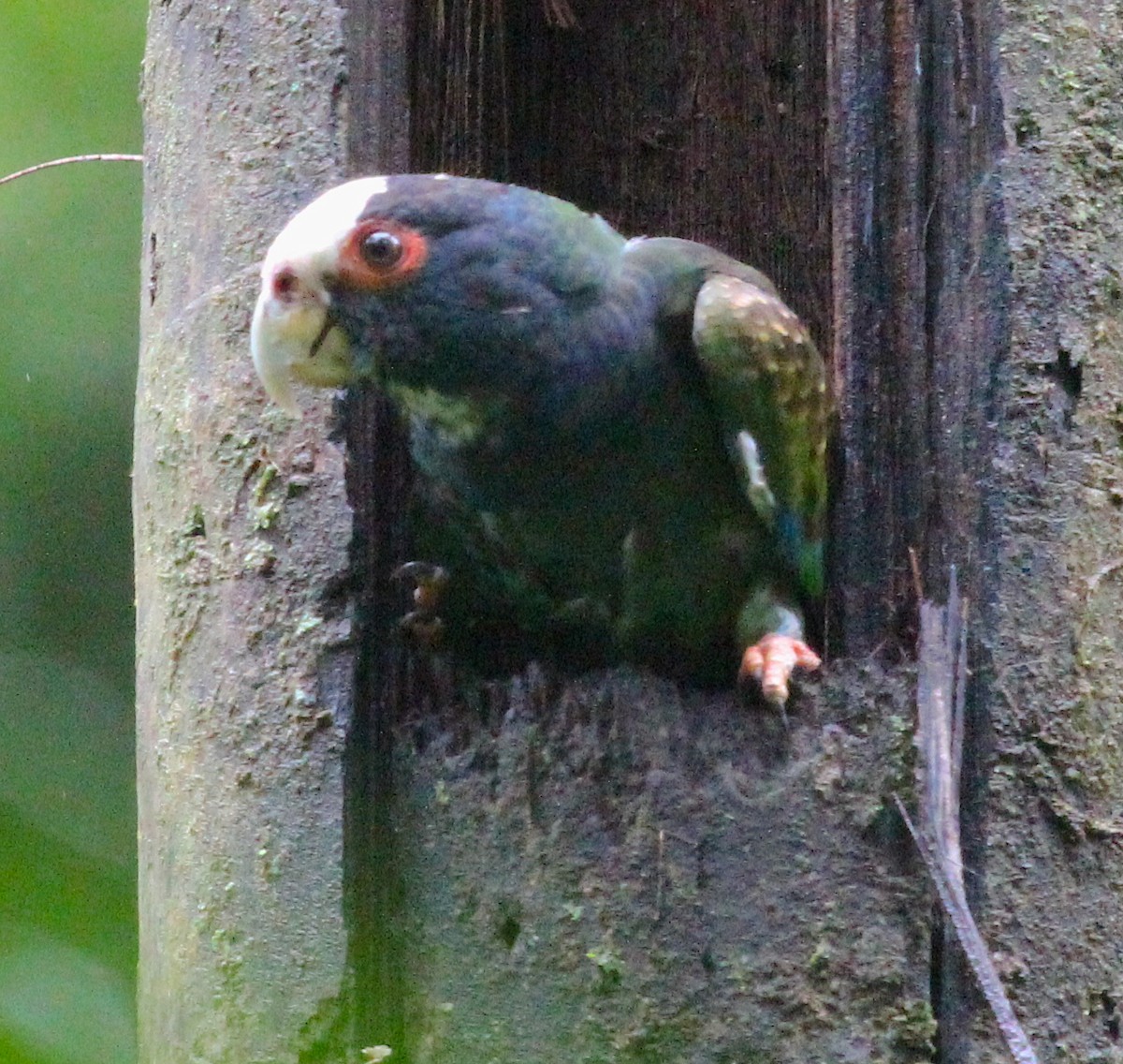 White-crowned Parrot - ML535573651