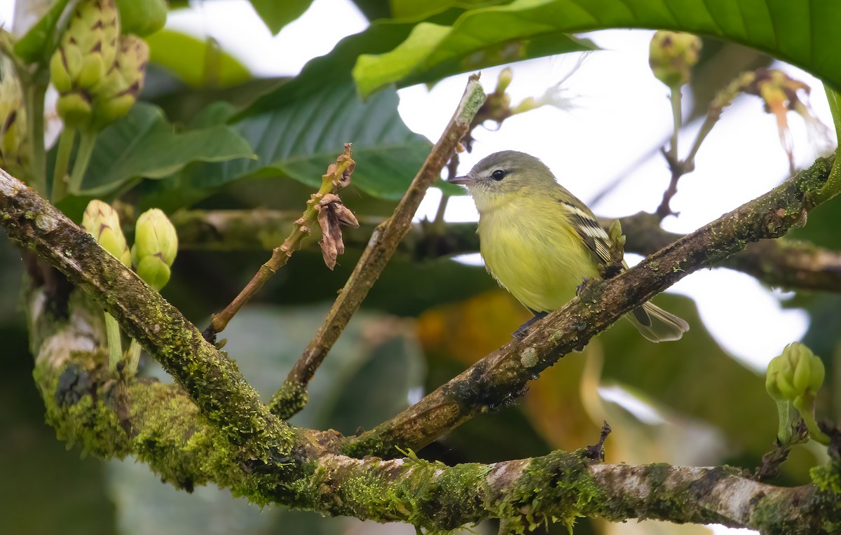 Urich's Tyrannulet - Jhonathan Miranda - Wandering Venezuela Birding Expeditions